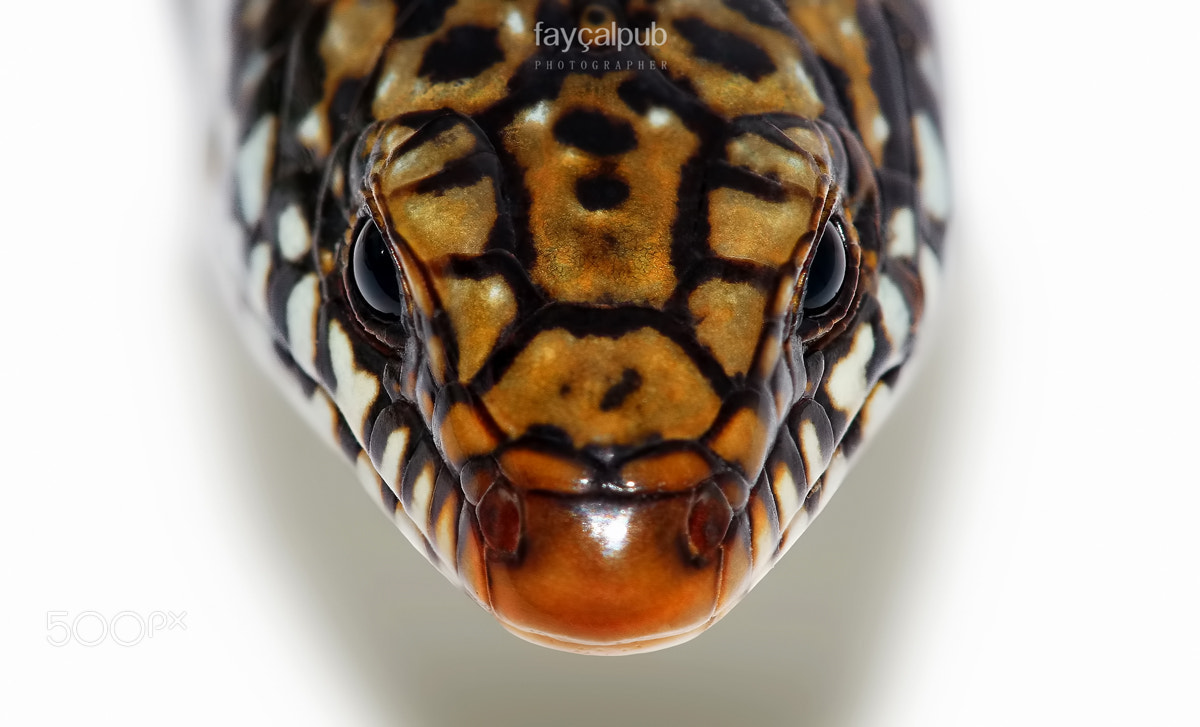 Canon EF 100mm F2.8 Macro USM sample photo. Viviparous lizard photography