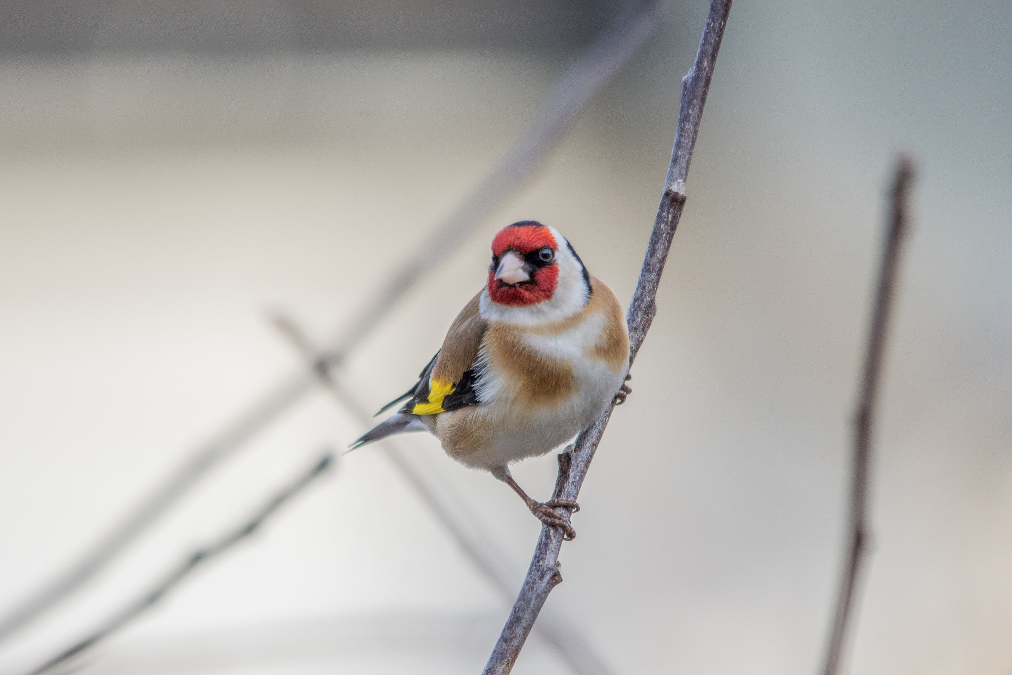 Sigma 150-500mm F5-6.3 DG OS HSM sample photo. European goldfinch photography