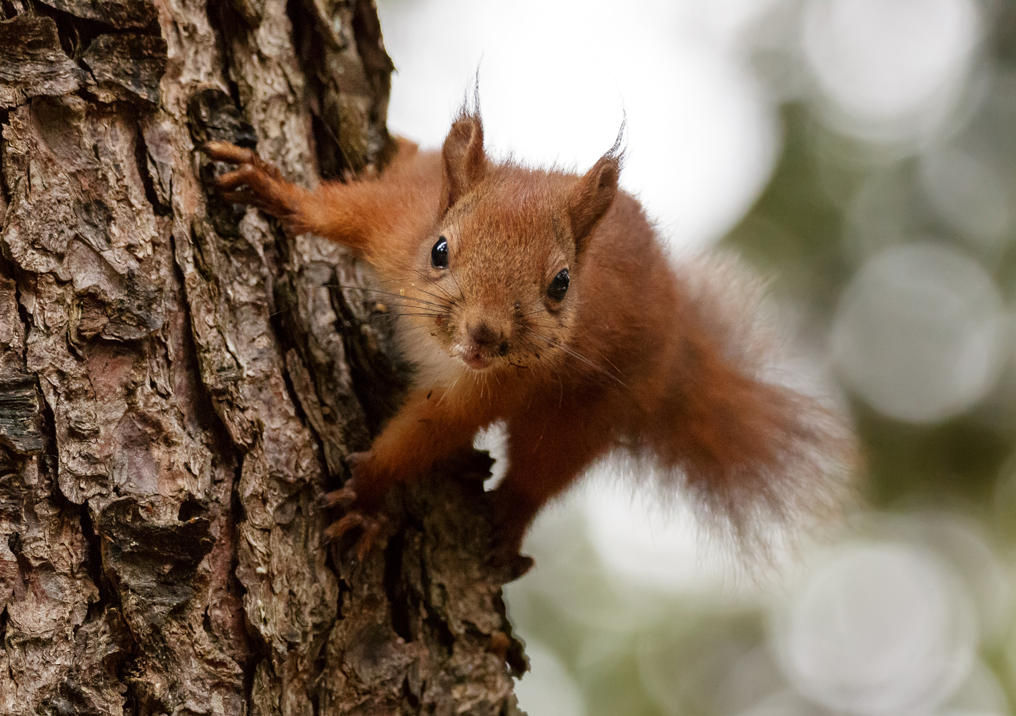 Canon EOS 70D sample photo. Red squirrel on tree stem photography