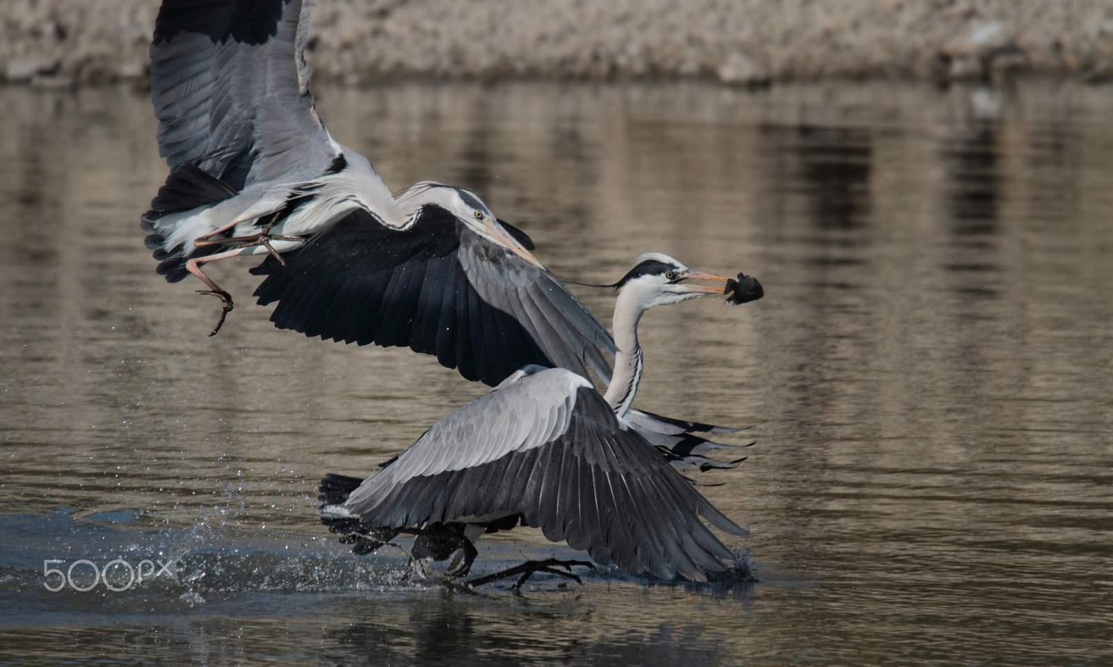 Tamron SP 150-600mm F5-6.3 Di VC USD sample photo. Attempted robbery ... photography