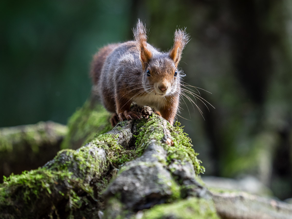 Olympus OM-D E-M1 sample photo. Red squirrel photography