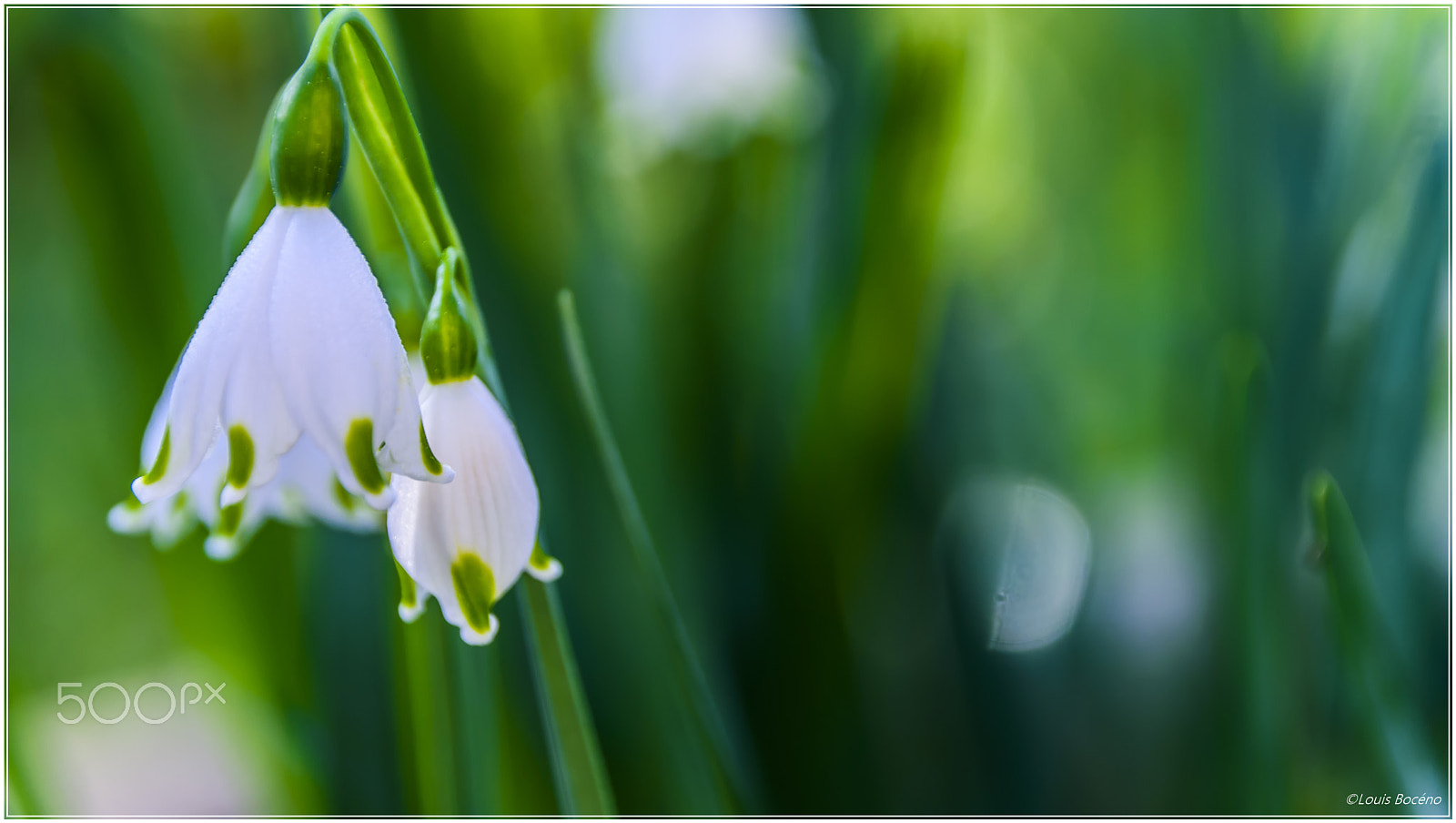 Nikon D5500 sample photo. Morning flowers photography
