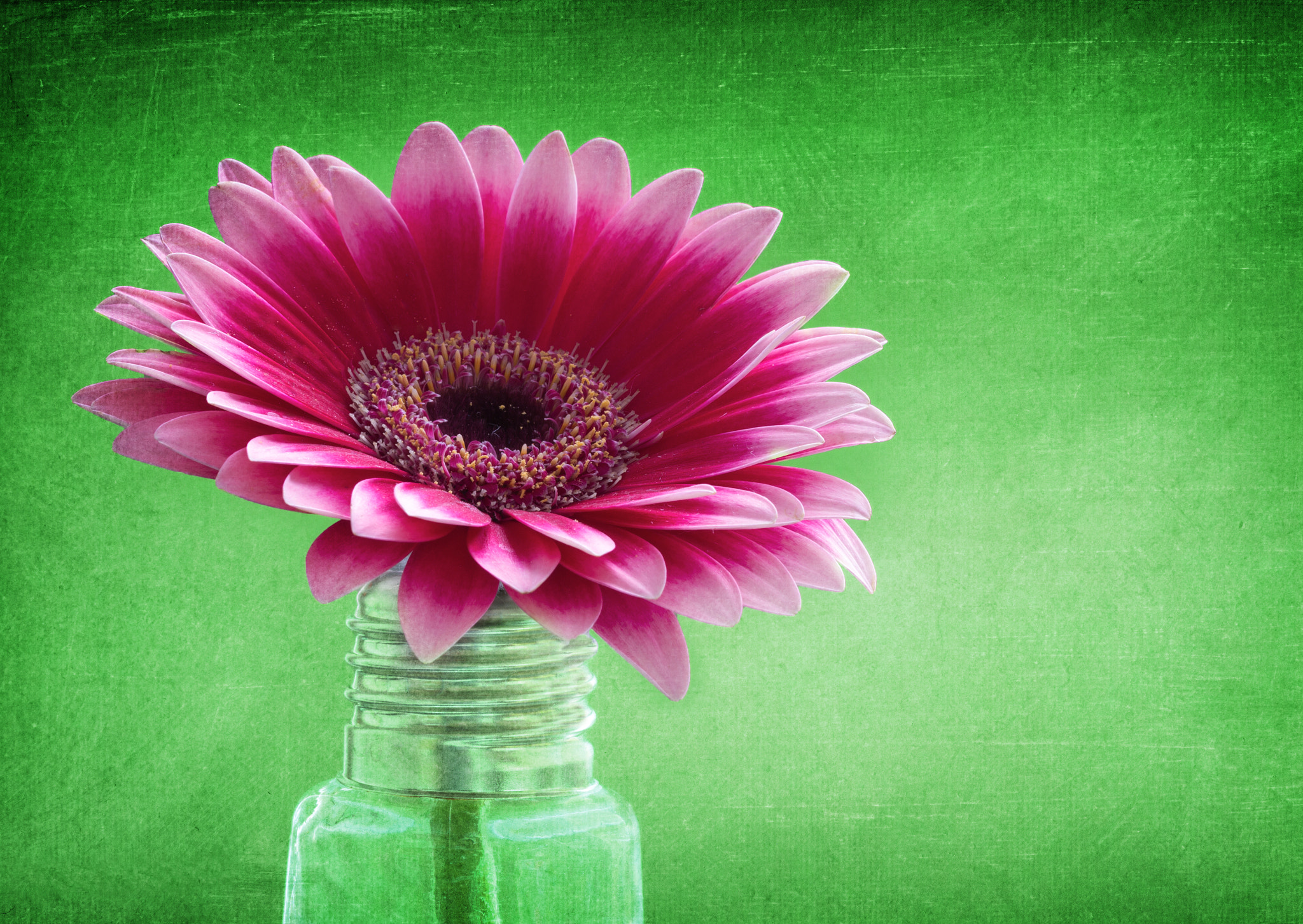 Canon EF 100mm F2.8 Macro USM sample photo. Gerbera 2 photography