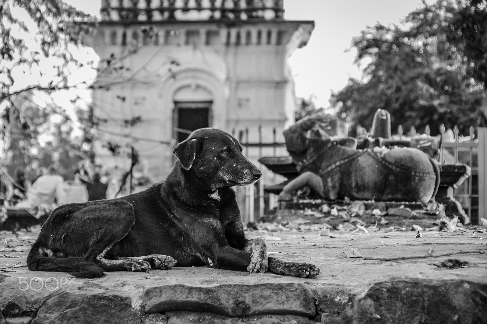 Nikon D5300 + Sigma 28-300mm F3.5-6.3 DG Macro sample photo. Waiting for their masters. photography