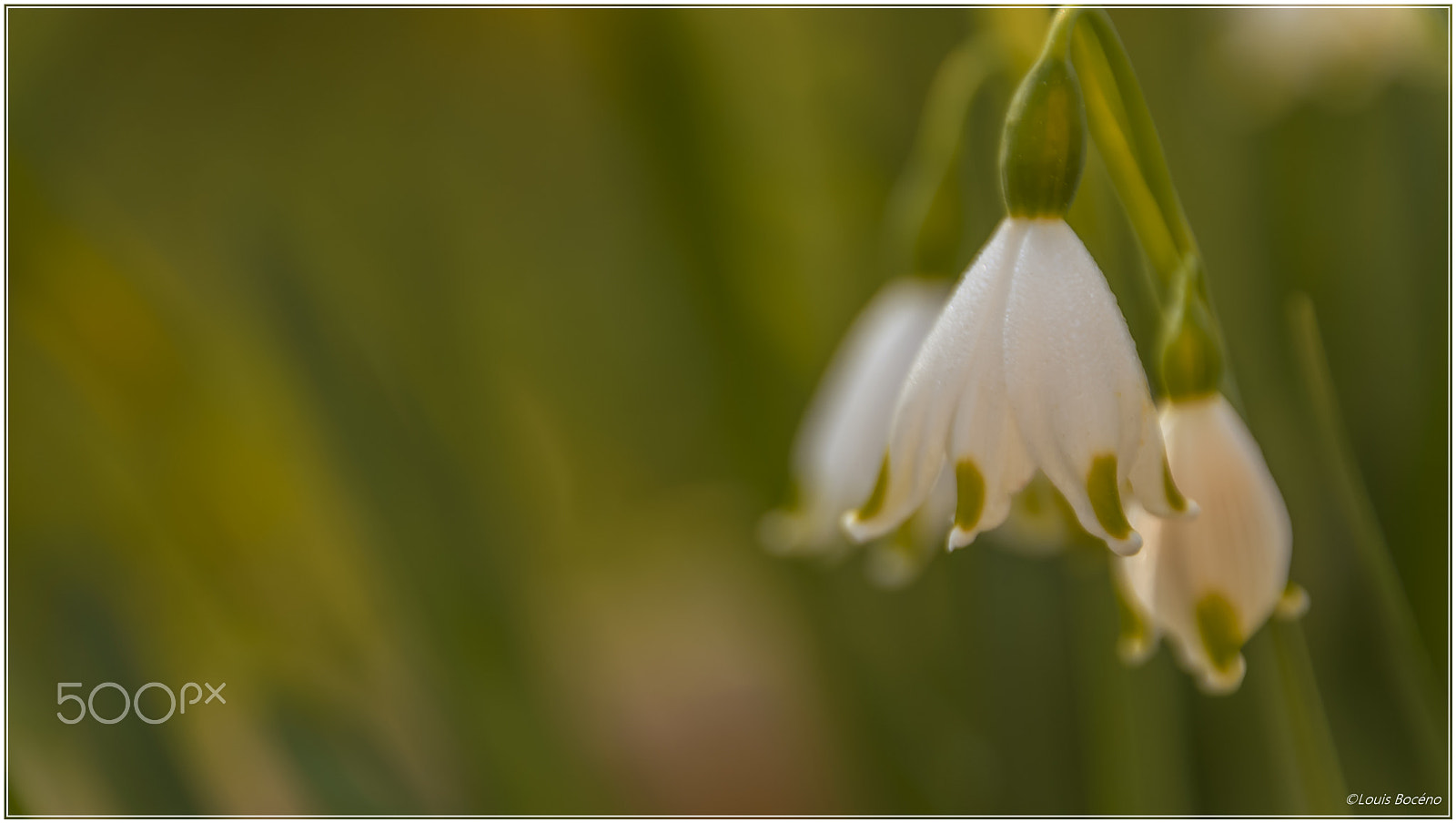 Nikon D5500 sample photo. Morning flowers photography