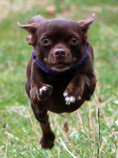 Canon EOS 600D (Rebel EOS T3i / EOS Kiss X5) + EF75-300mm f/4-5.6 sample photo. Flying dog photography