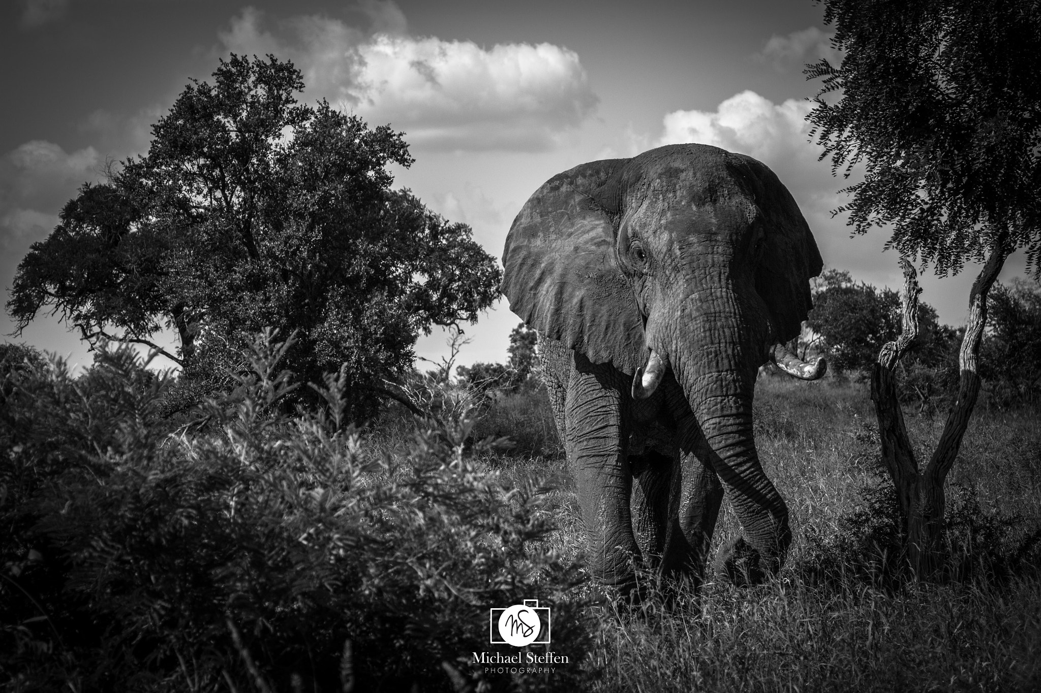 Canon EF 24-70mm F4L IS USM sample photo. Elephant encounter photography