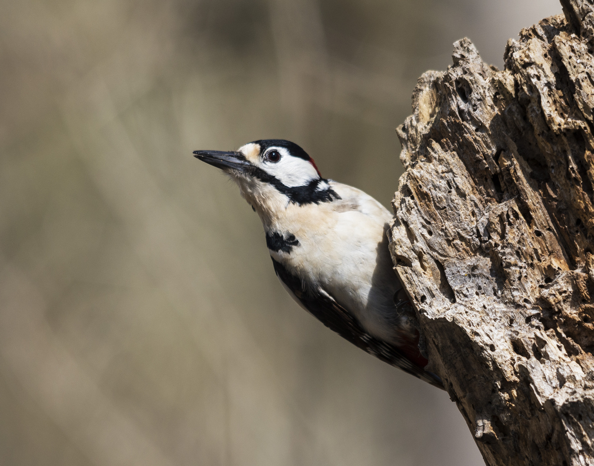 Pentax K-5 II + Sigma 70-200mm F2.8 EX DG Macro HSM II sample photo. Woodpecker photography