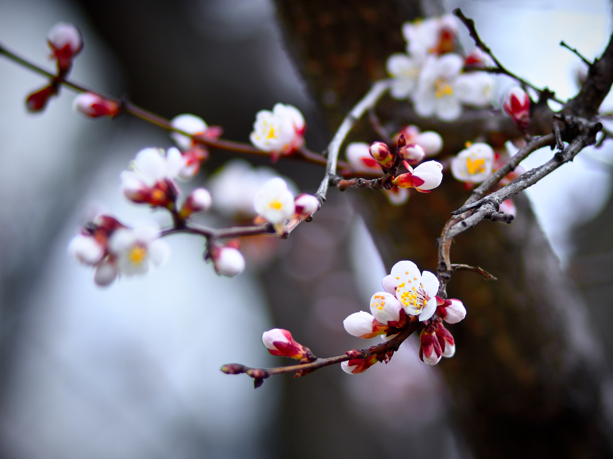 Canon EOS 7D + Canon EF 85mm F1.8 USM sample photo. Spring is in the air photography