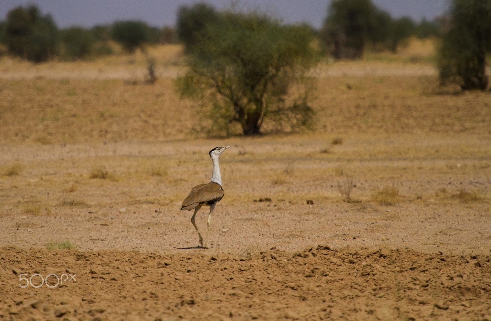 Canon EF 100-400mm F4.5-5.6L IS USM sample photo. Great indian bustard photography