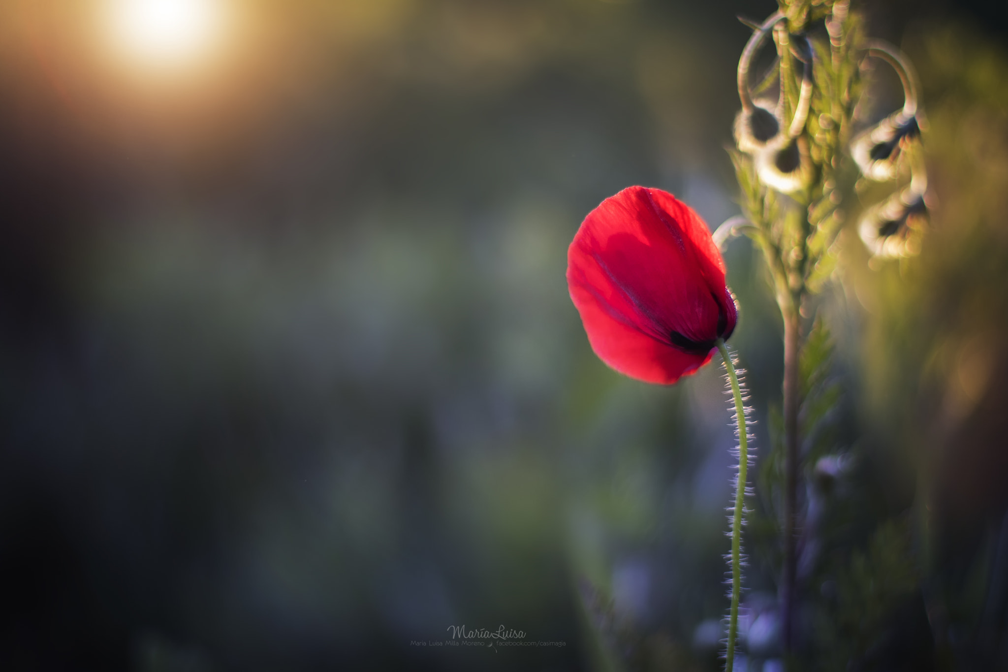 Canon EOS 80D + Canon EF 50mm F1.4 USM sample photo. The earliest morning sun photography
