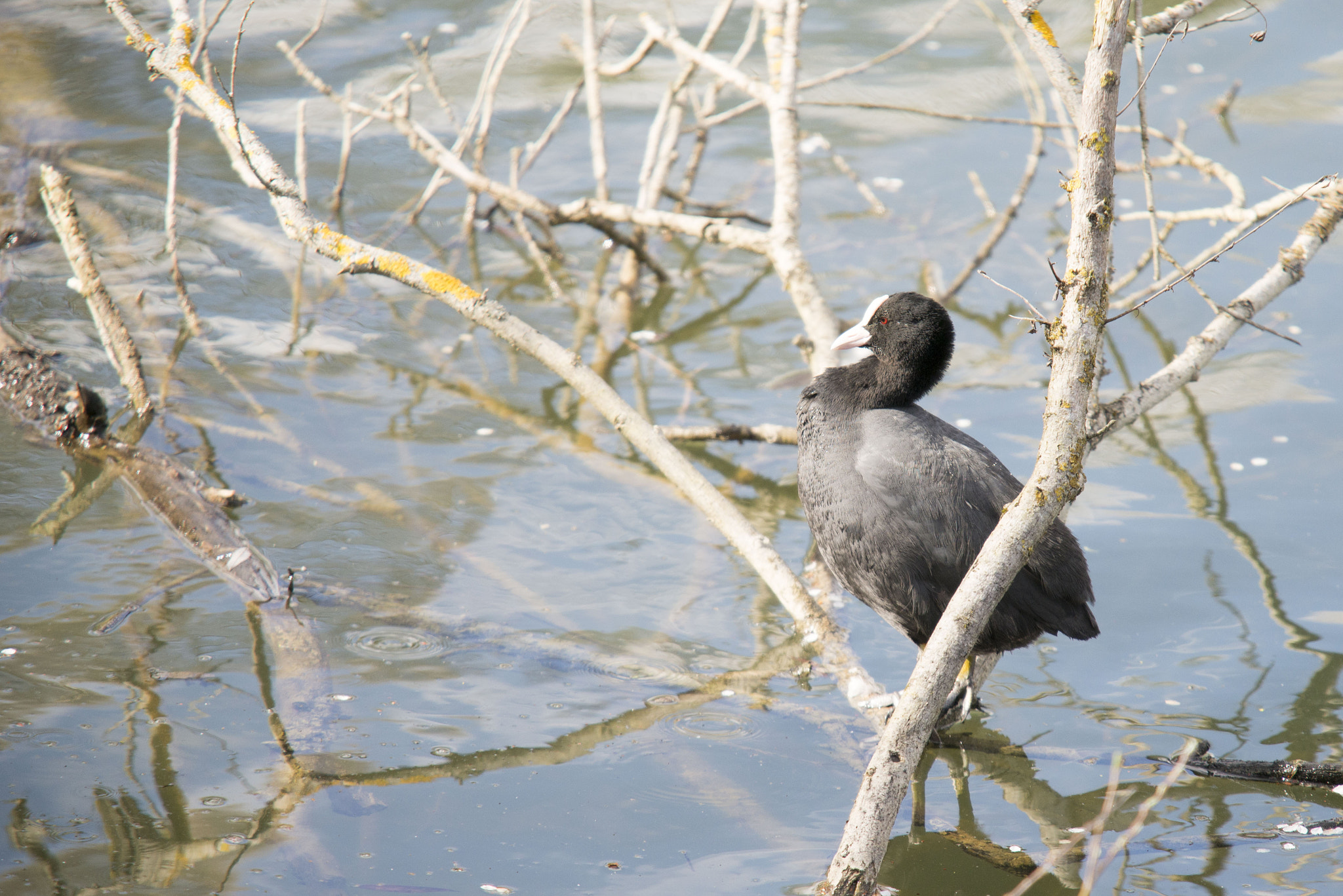 Sigma APO 100-300mm F4 EX IF HSM sample photo. Foulque photography