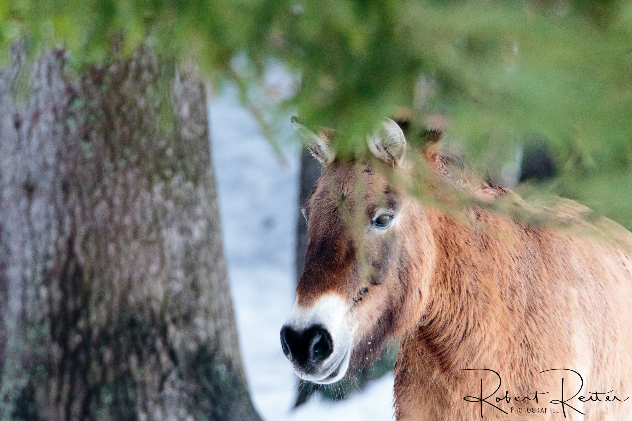 150-600mm F5-6.3 DG OS HSM | Sports 014 sample photo. Wild horse photography
