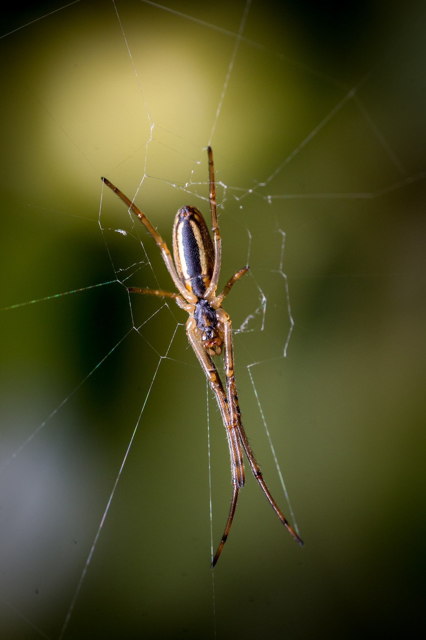 Sigma 105mm F2.8 EX DG OS HSM sample photo. Spiderman photography