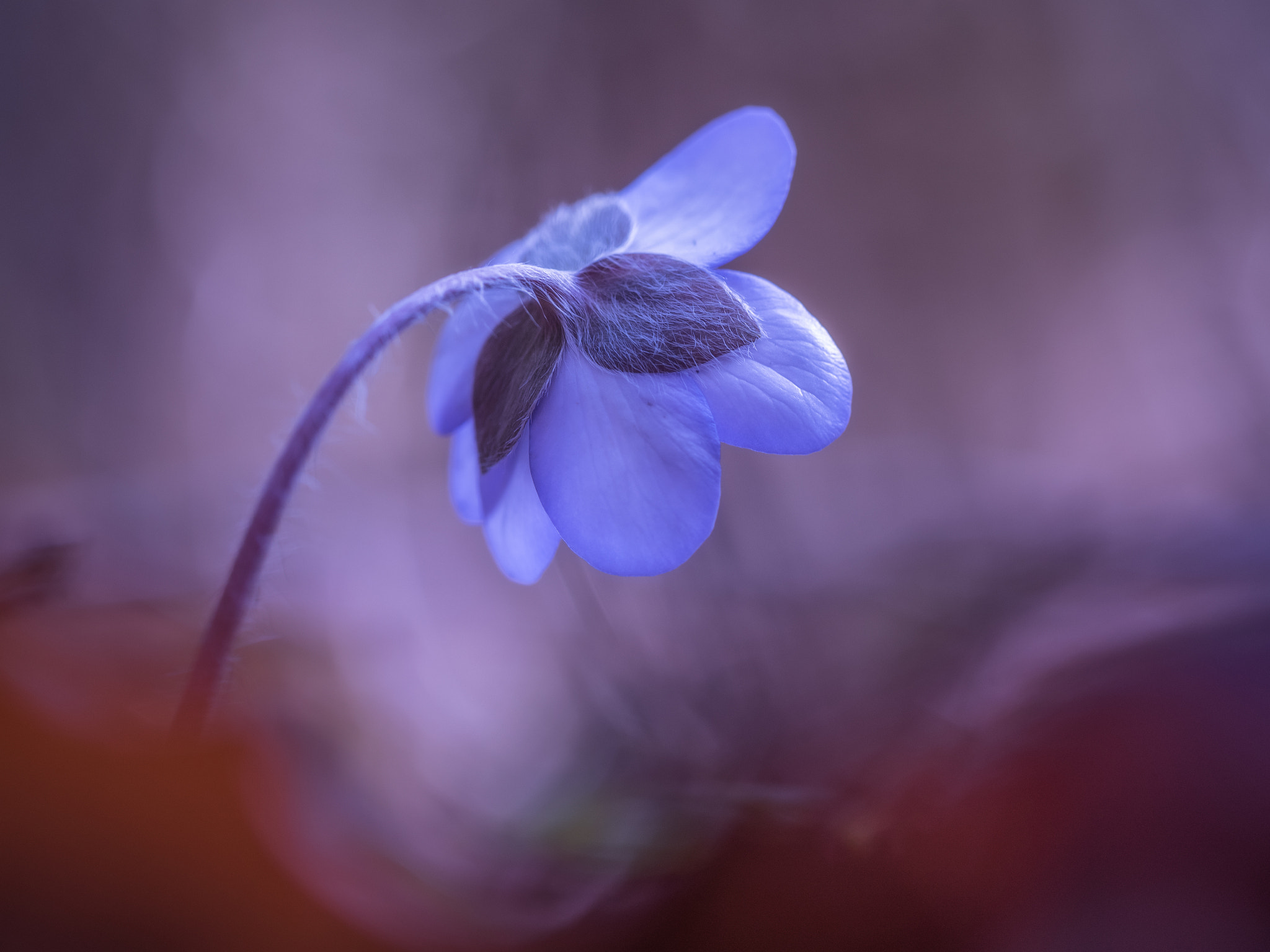 Olympus M.Zuiko Digital ED 60mm F2.8 Macro sample photo. Reach out to the light photography