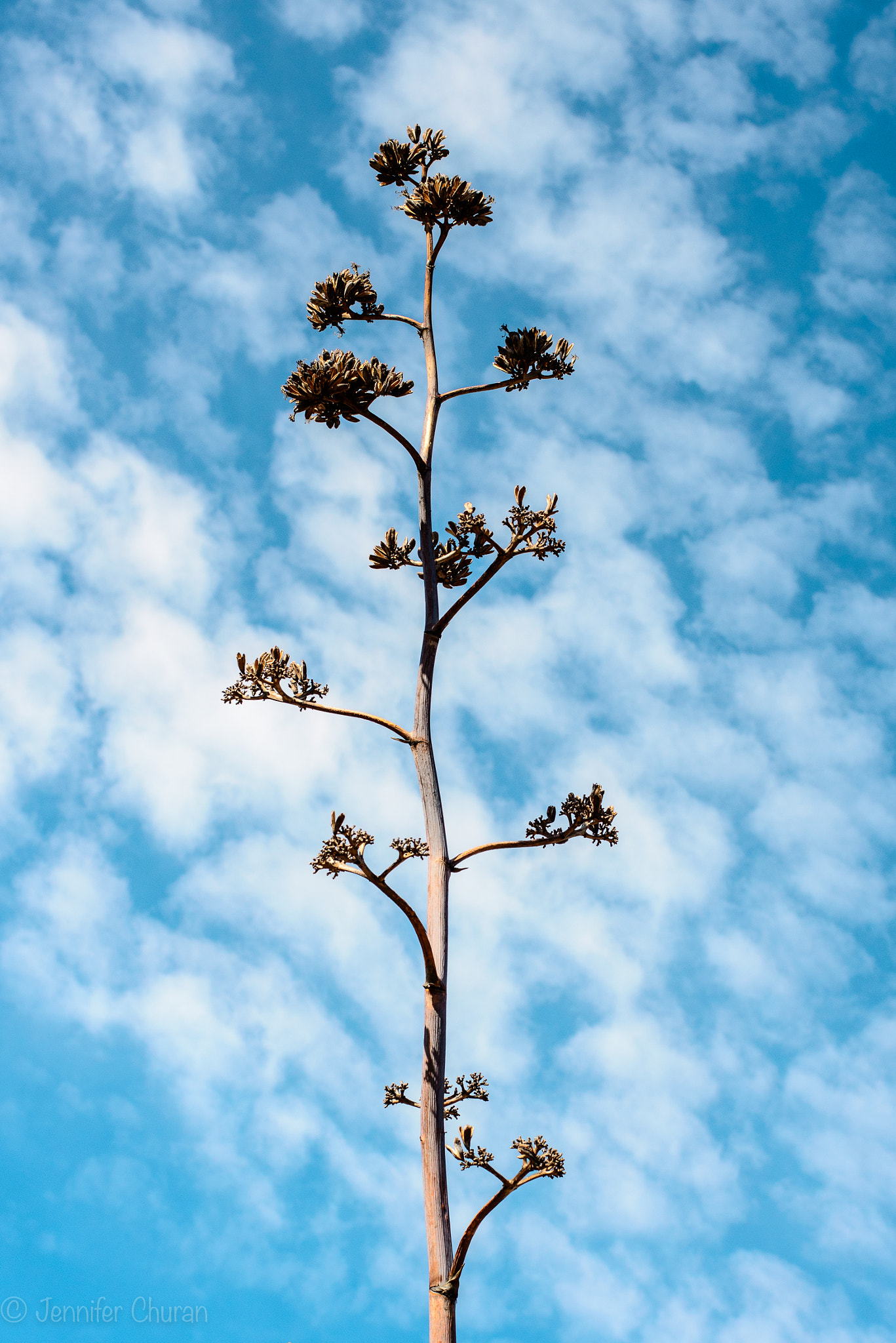 Nikon D800 + Nikon AF-S Nikkor 50mm F1.8G sample photo. Reach for the sky photography