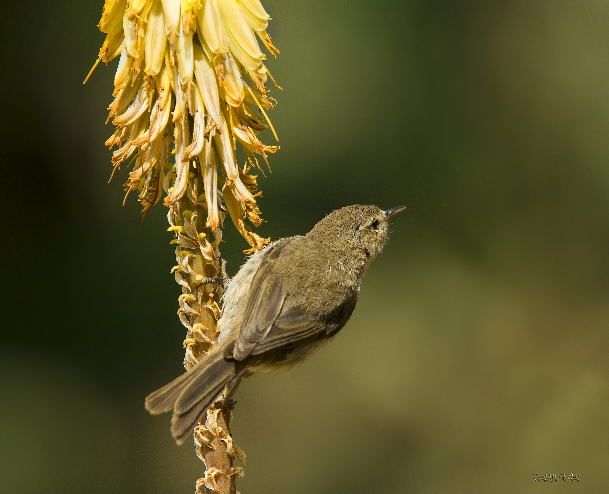 Minolta AF 300mm F2.8 HS-APO G sample photo. Mosquitero canario photography