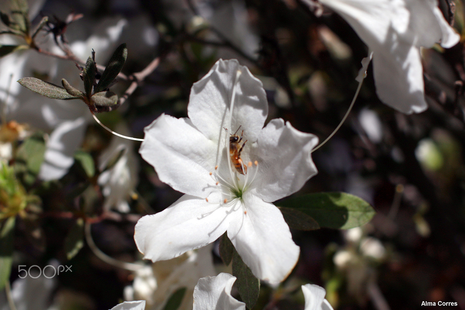 Canon EOS 70D + Canon EF 50mm F1.4 USM sample photo. Beautifull spring ii photography