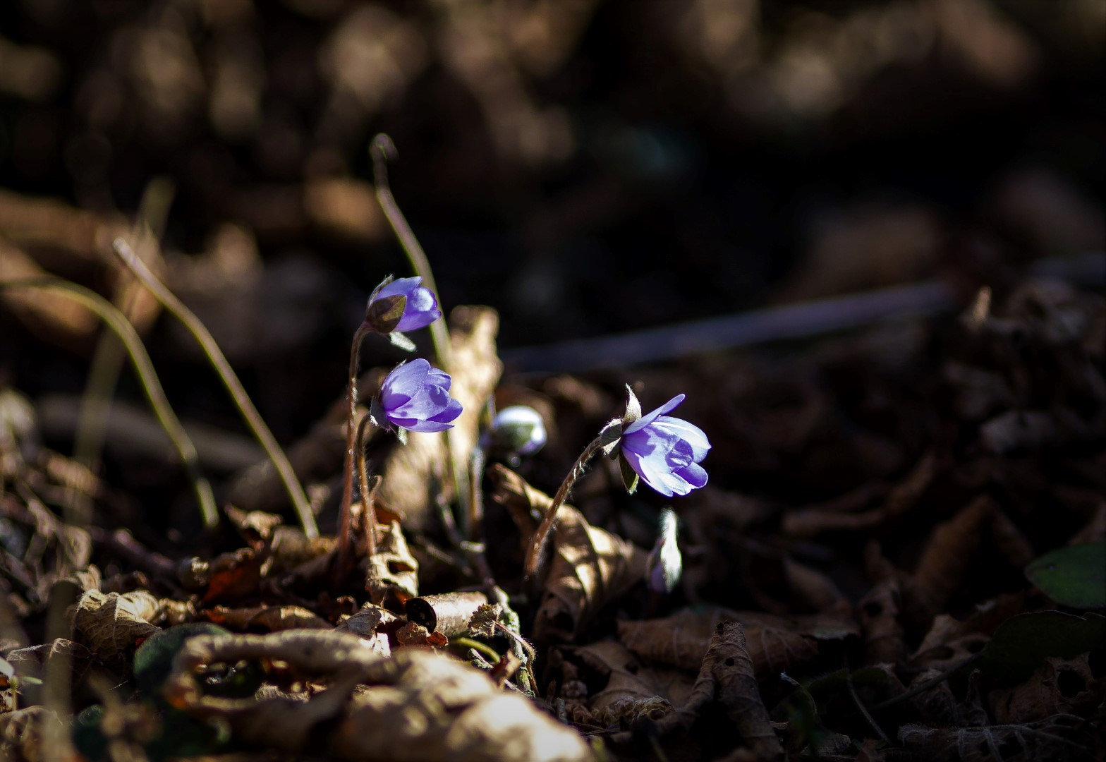 Canon EOS 1200D (EOS Rebel T5 / EOS Kiss X70 / EOS Hi) + Canon EF 200mm F2.8L II USM sample photo. Anemone hepatica 1 photography