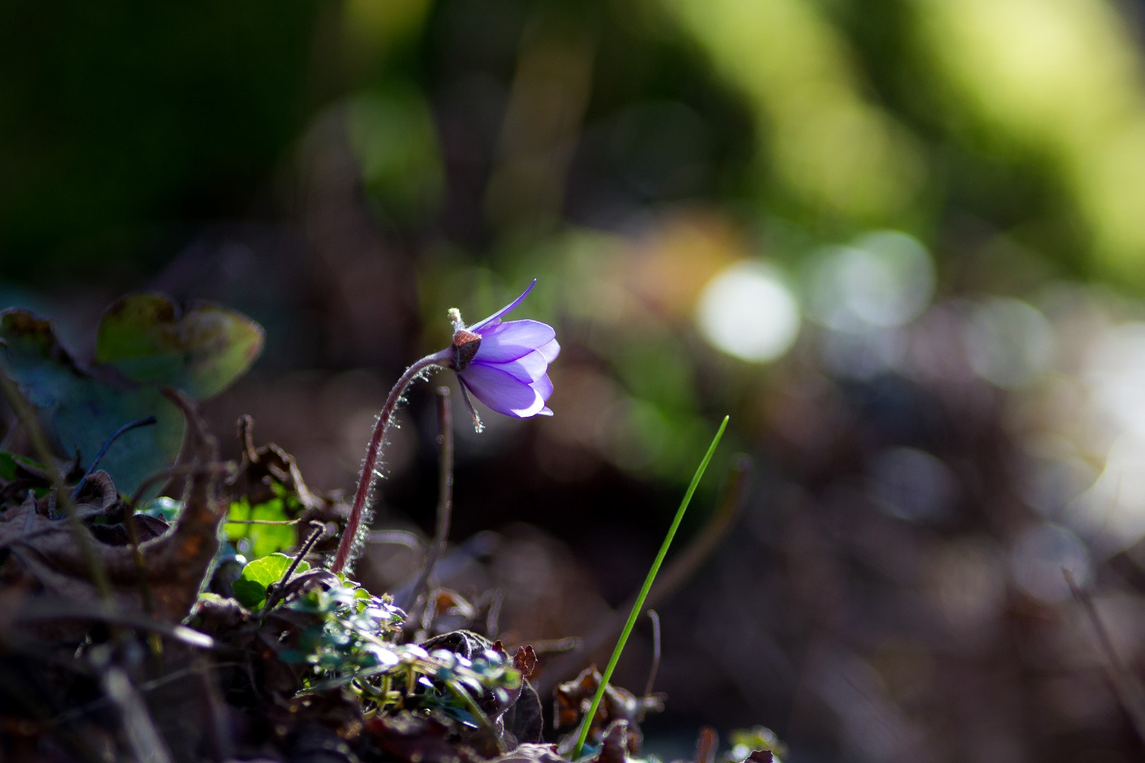 Canon EF 200mm F2.8L II USM sample photo. Anemone hepatica 4 photography