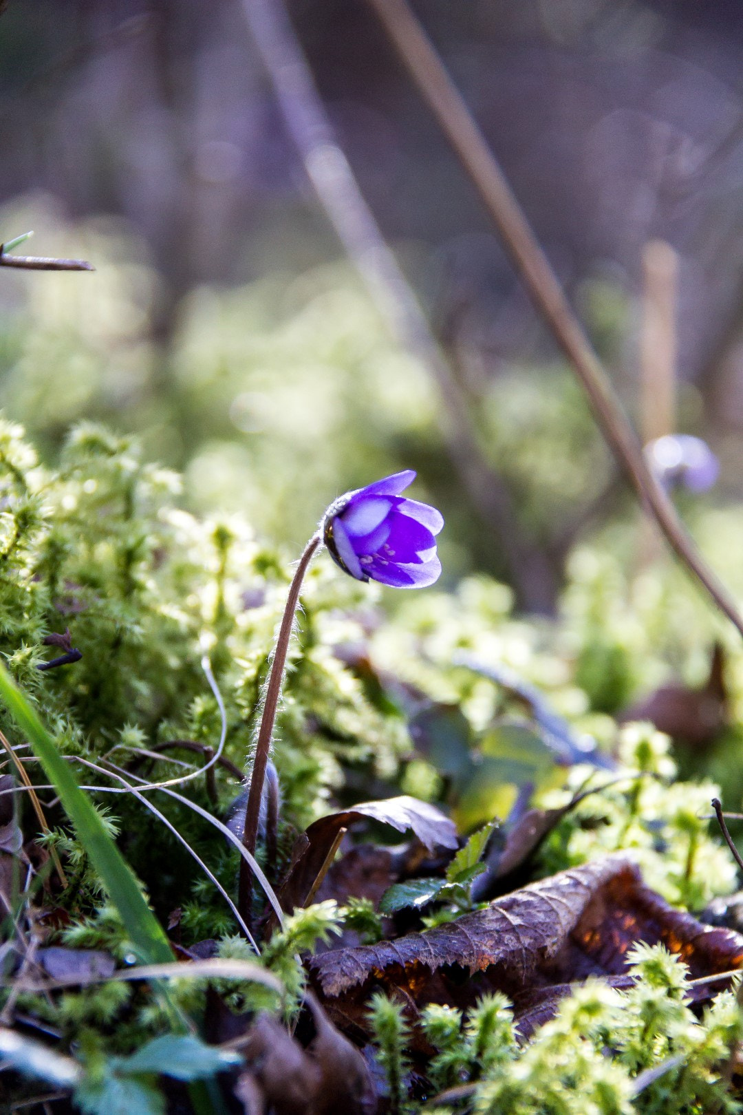 Canon EF-S 18-200mm F3.5-5.6 IS sample photo. Anemone hepatica 3 photography