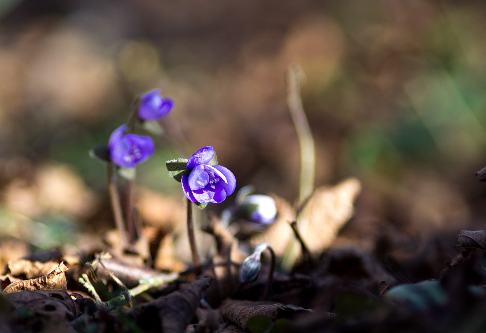 Canon EF 200mm F2.8L II USM sample photo. Anemone hepatica 5 photography