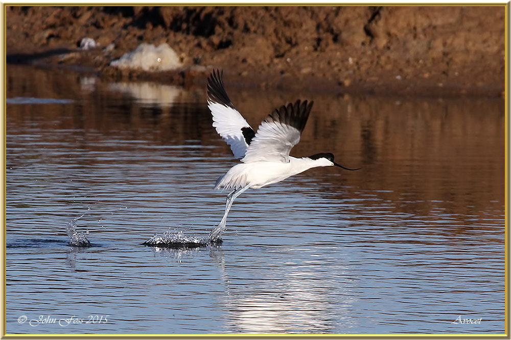 Canon EF 100-400mm F4.5-5.6L IS USM sample photo. Avocet photography