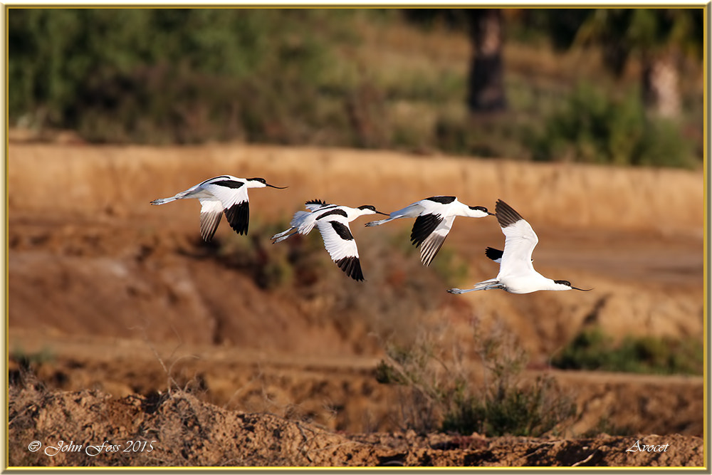 Canon EF 100-400mm F4.5-5.6L IS USM sample photo. Avocet photography