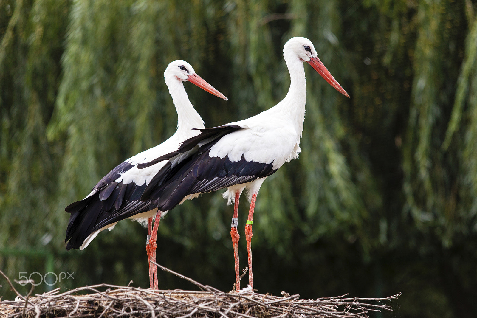 Canon EOS 5D Mark II sample photo. A pair of storks in the nest photography