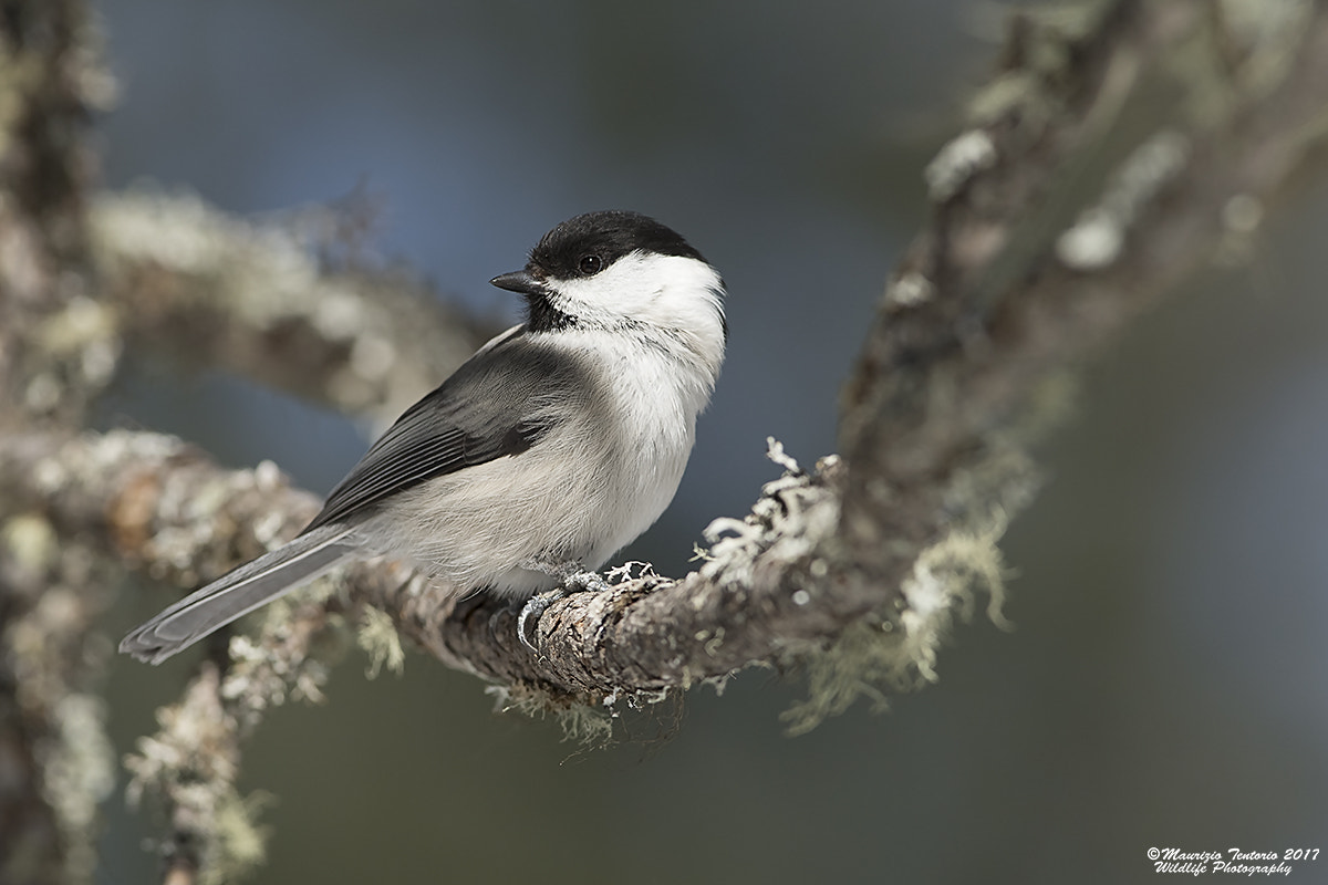 Nikon D5 + Nikon AF-S Nikkor 300mm F2.8G ED VR II sample photo. Cincia bigia alpestre poecile montanus photography