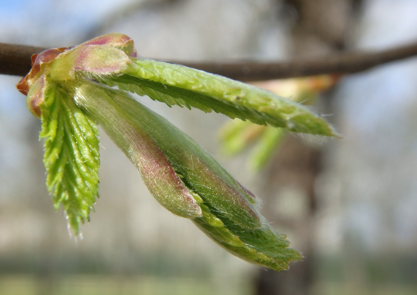 Olympus TG-870 sample photo. Printemps photography
