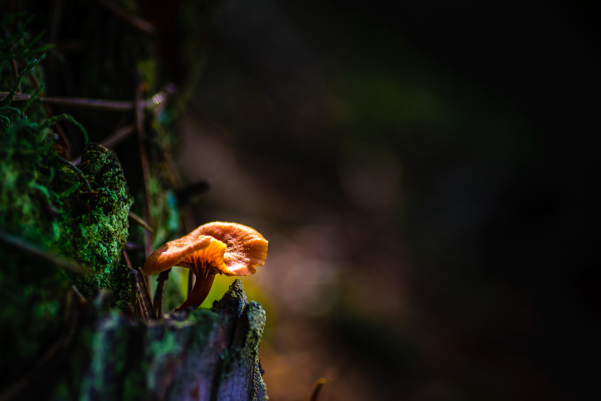 Nikon D5300 + Tamron SP 90mm F2.8 Di VC USD 1:1 Macro sample photo. In the forest... photography
