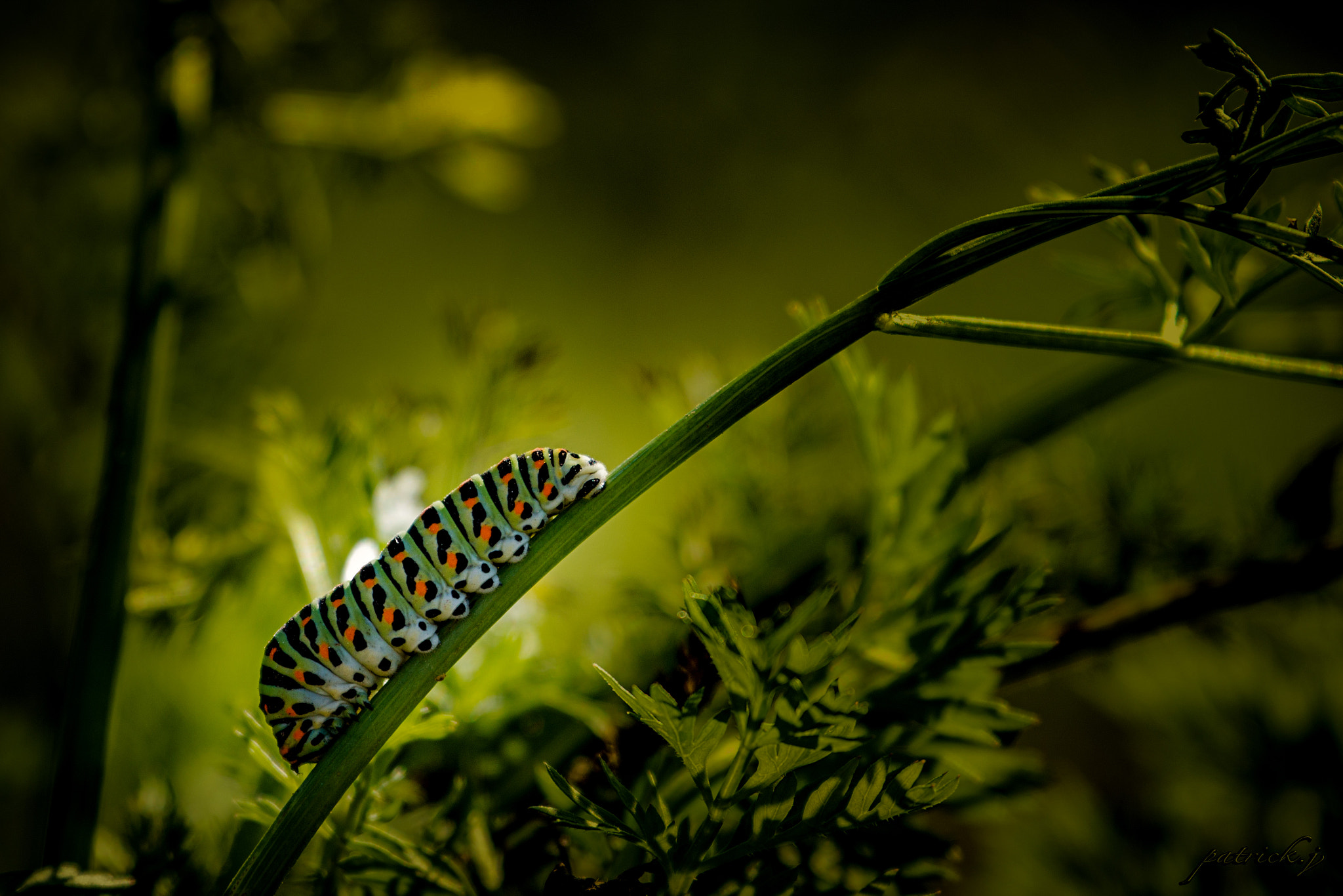 Canon EF 70-300mm F4-5.6L IS USM sample photo. Chenille du soir photography