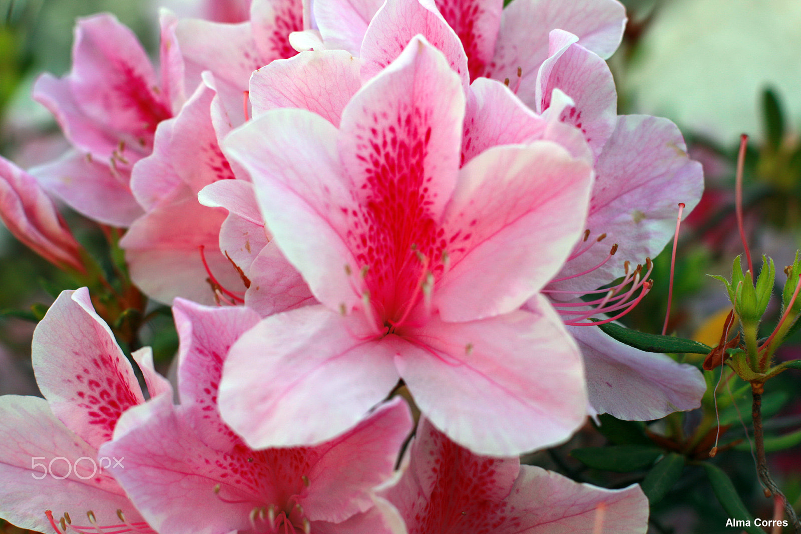 Canon EOS 70D + Canon EF 50mm F1.4 USM sample photo. Beautifull spring iii photography