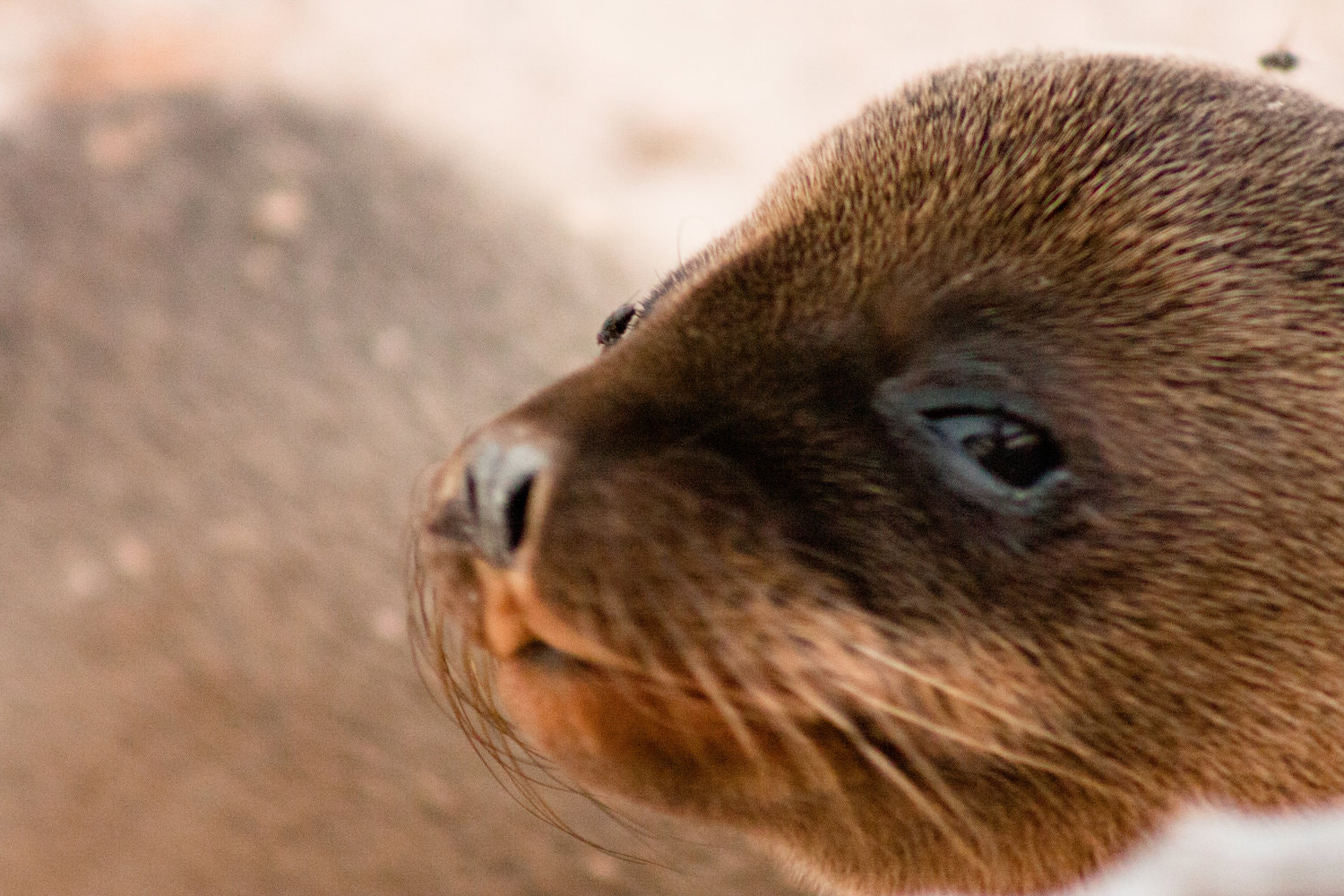 Canon EOS 40D + EF75-300mm f/4-5.6 sample photo. Sea lion pup, galápagos islands photography