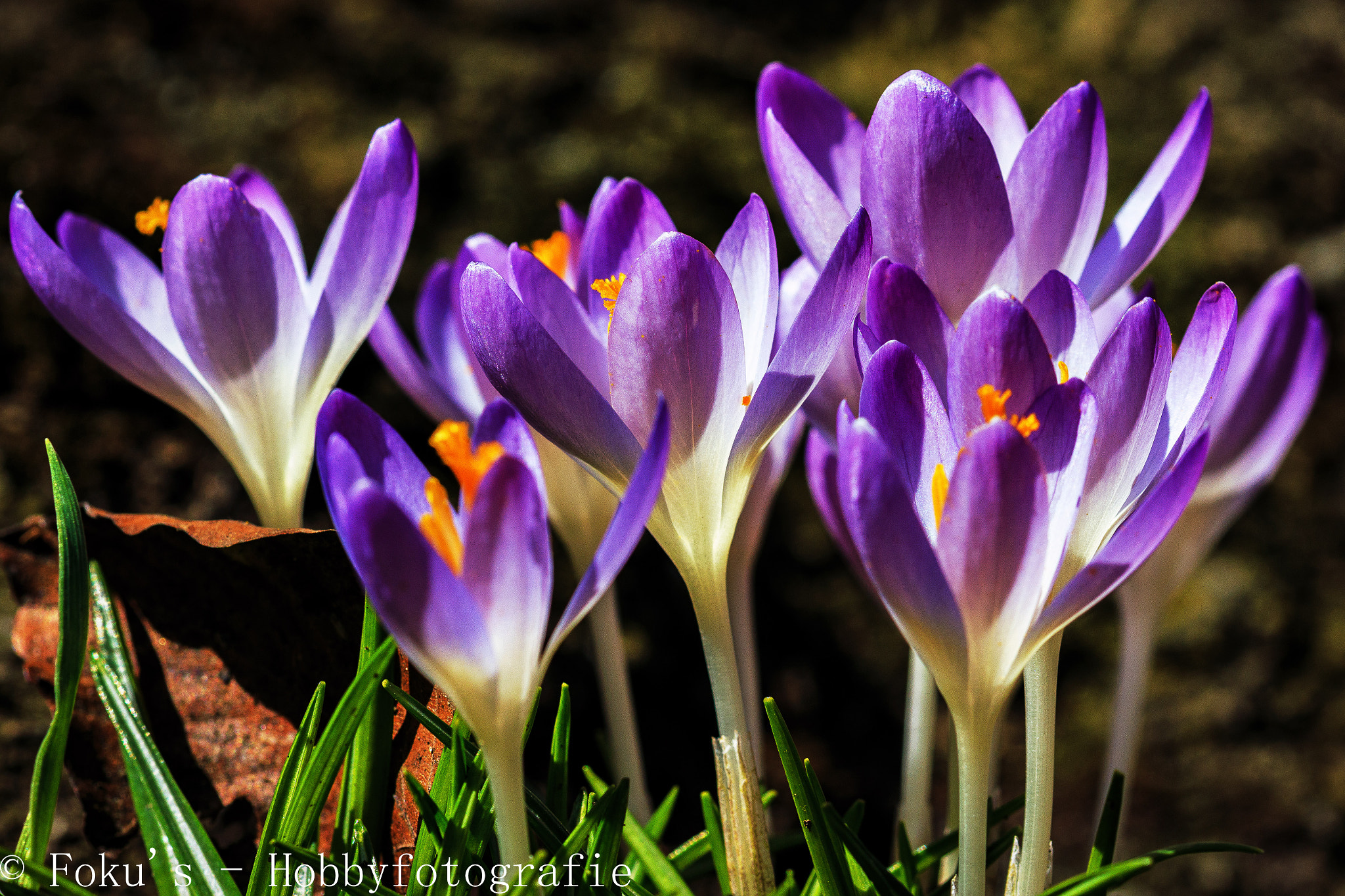 Canon EOS 70D + Sigma 105mm F2.8 EX DG OS HSM sample photo. It's spring time! photography