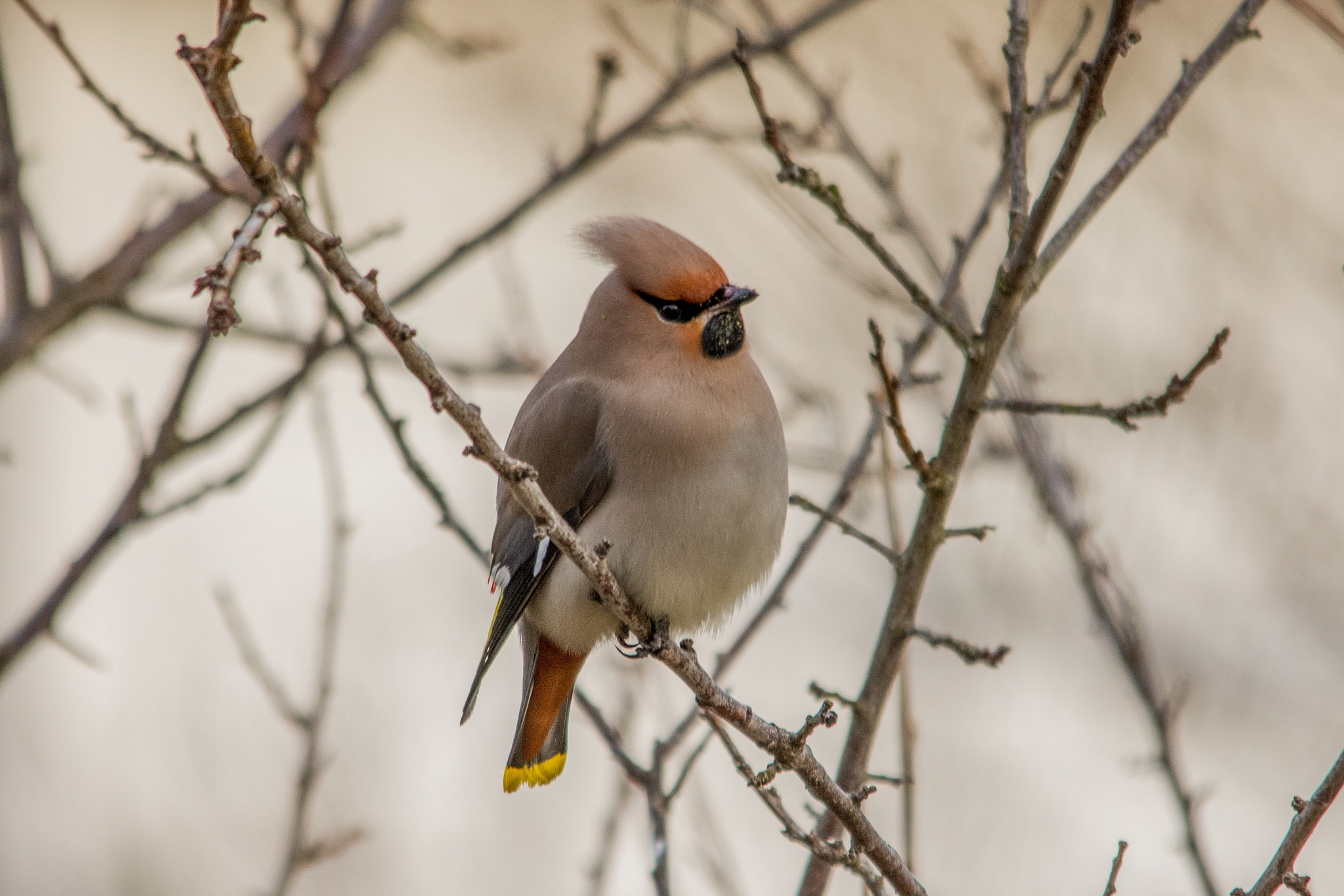 Nikon D7200 + Sigma 150-500mm F5-6.3 DG OS HSM sample photo. Bohemian waxwing photography