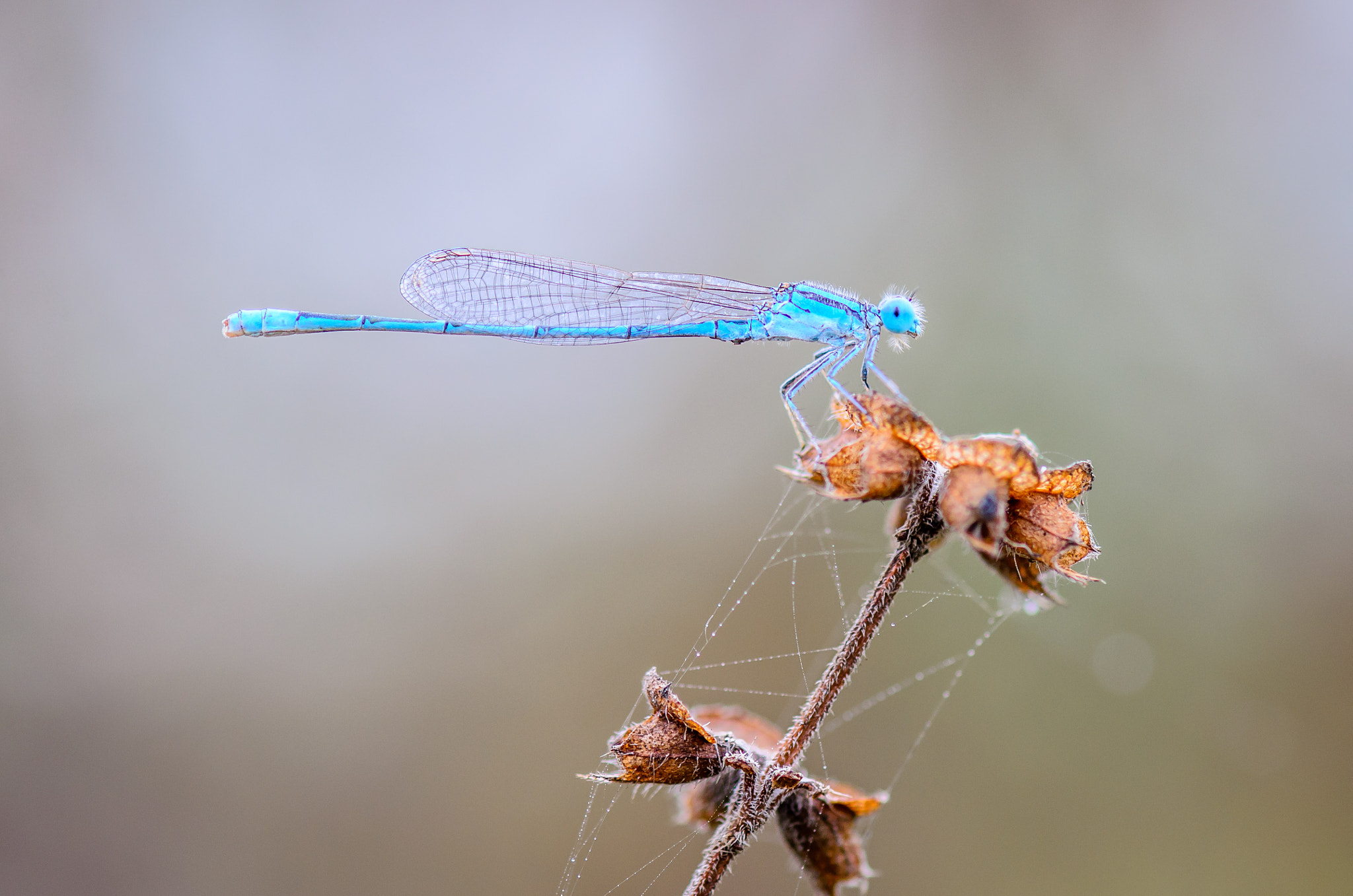 Nikon AF-S Micro-Nikkor 105mm F2.8G IF-ED VR sample photo. Blue dragonfly photography