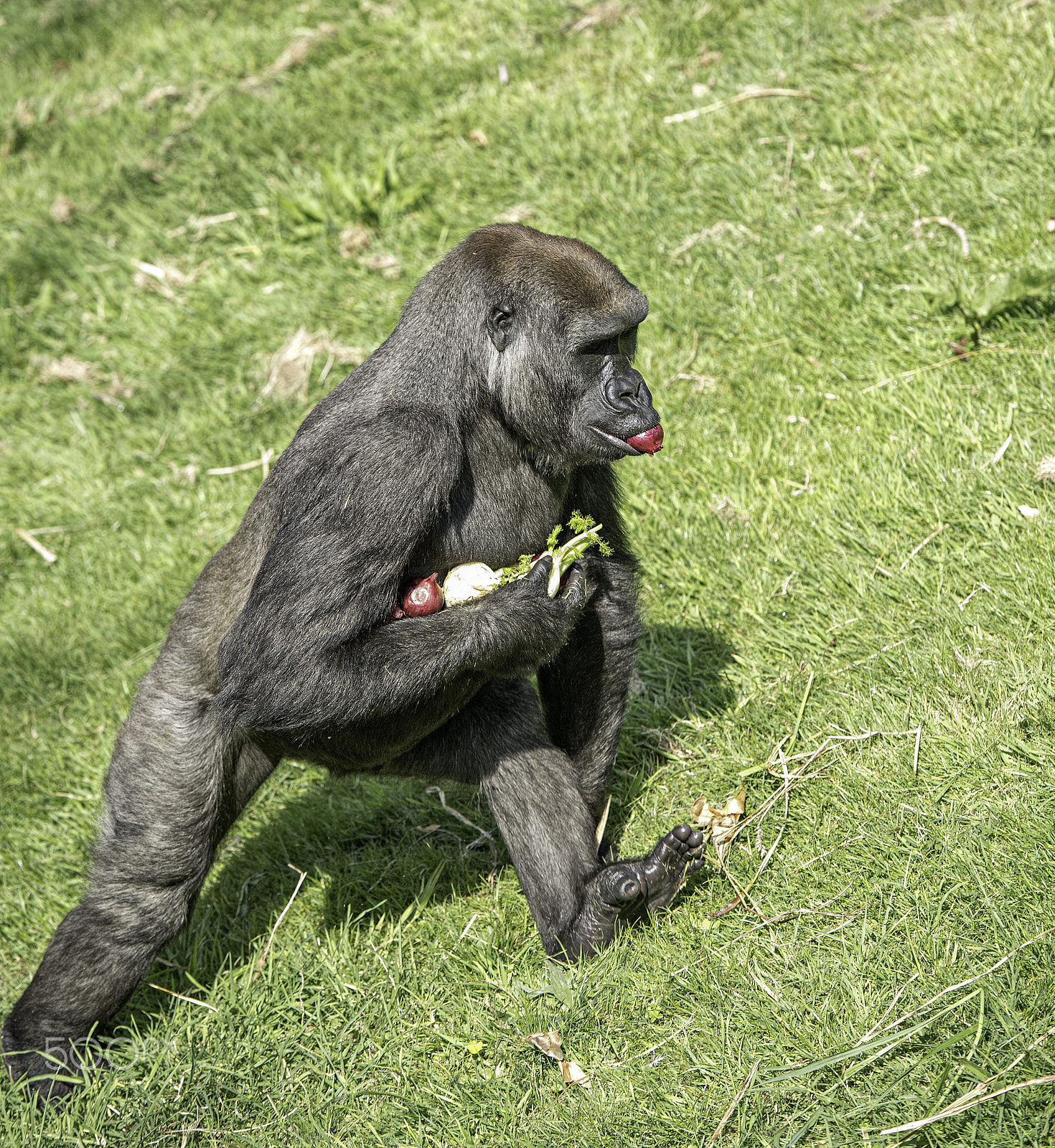 Nikon D5 + Nikon AF-S Nikkor 70-200mm F2.8G ED VR II sample photo. Gorilla series photography