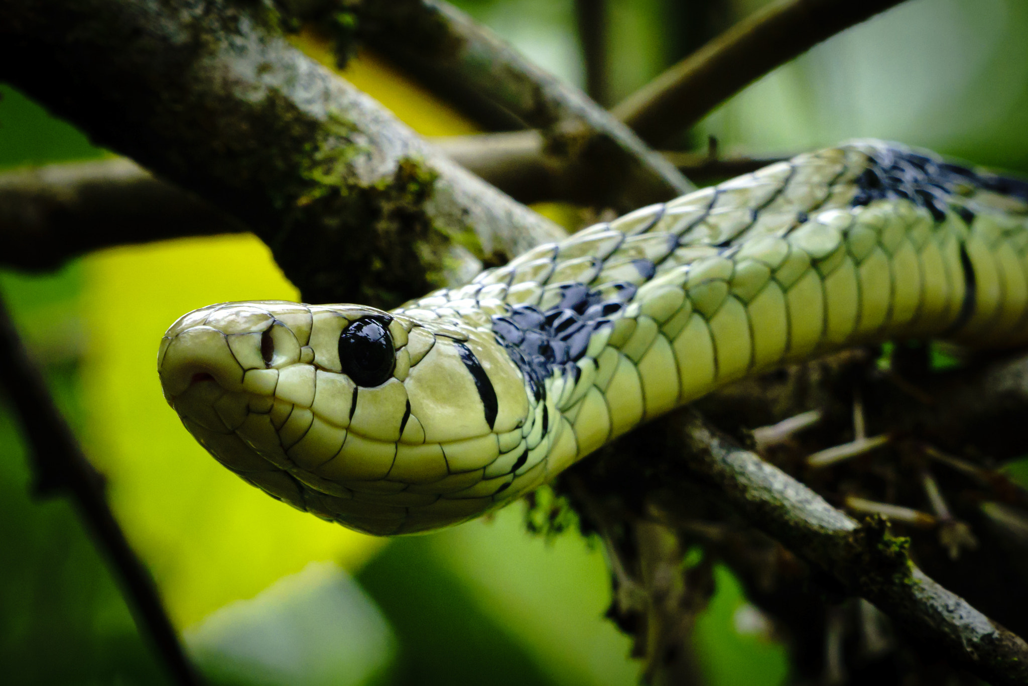 Sony a6000 + Sony FE 70-200mm F4 G OSS sample photo. Veragua rainforest, costa rica photography