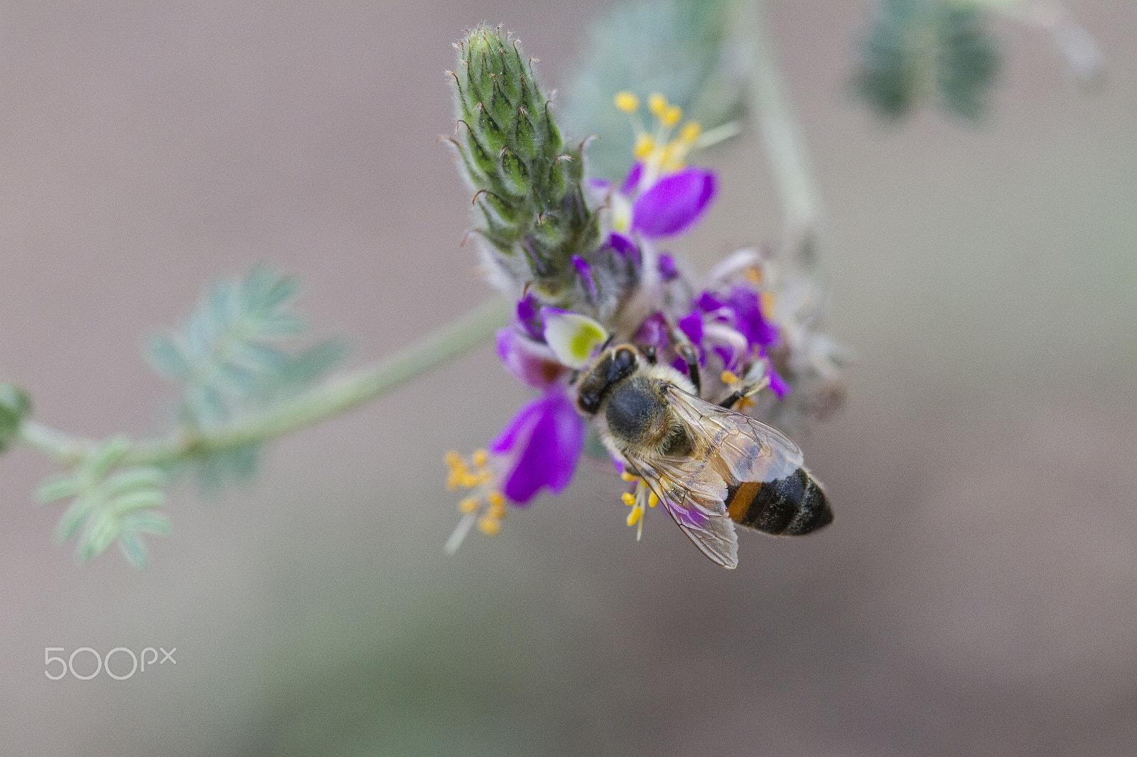 Canon EOS 7D sample photo. Bee on bloom photography