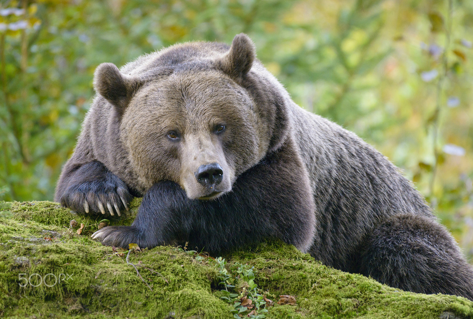 Nikon AF-S Nikkor 200-500mm F5.6E ED VR sample photo. A brown bear in the forest. big brown bear. bear sits on a rock. ursus arctos. photography