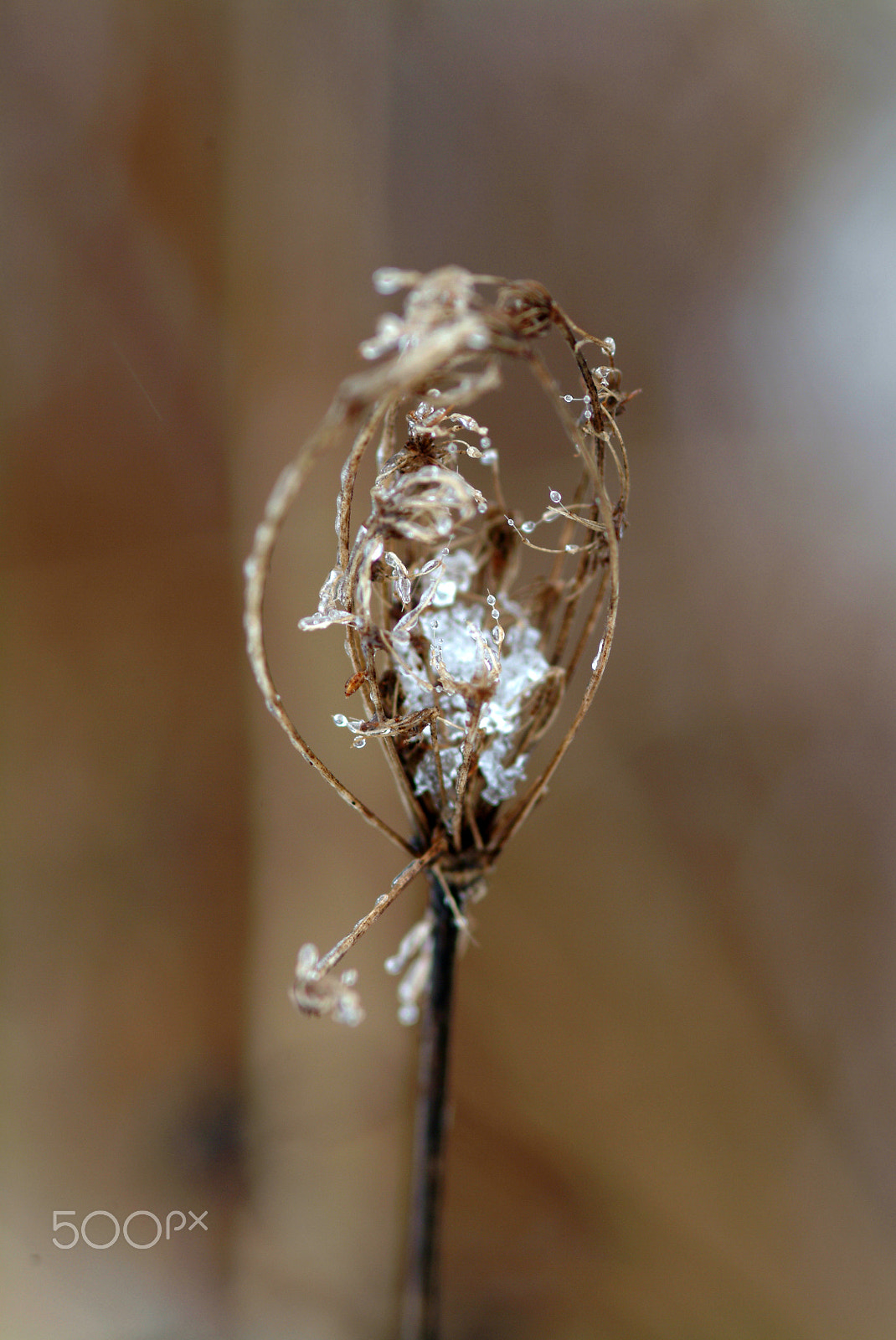Fujifilm FinePix S2 Pro sample photo. Ice and snow on queen anne's lace photography