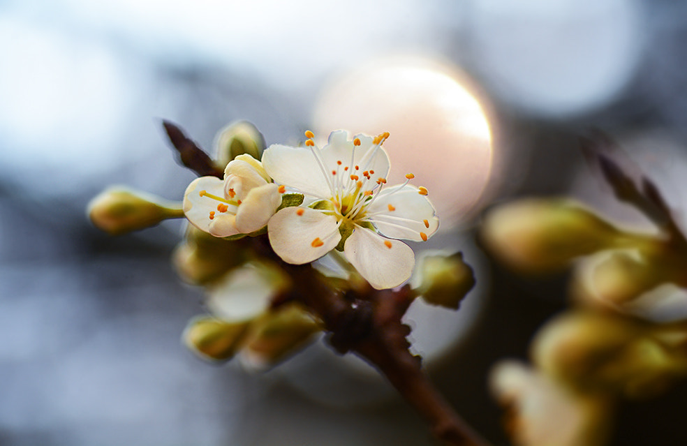 Nikon D7100 + Nikon AF Micro-Nikkor 60mm F2.8D sample photo. çiçek flower photography