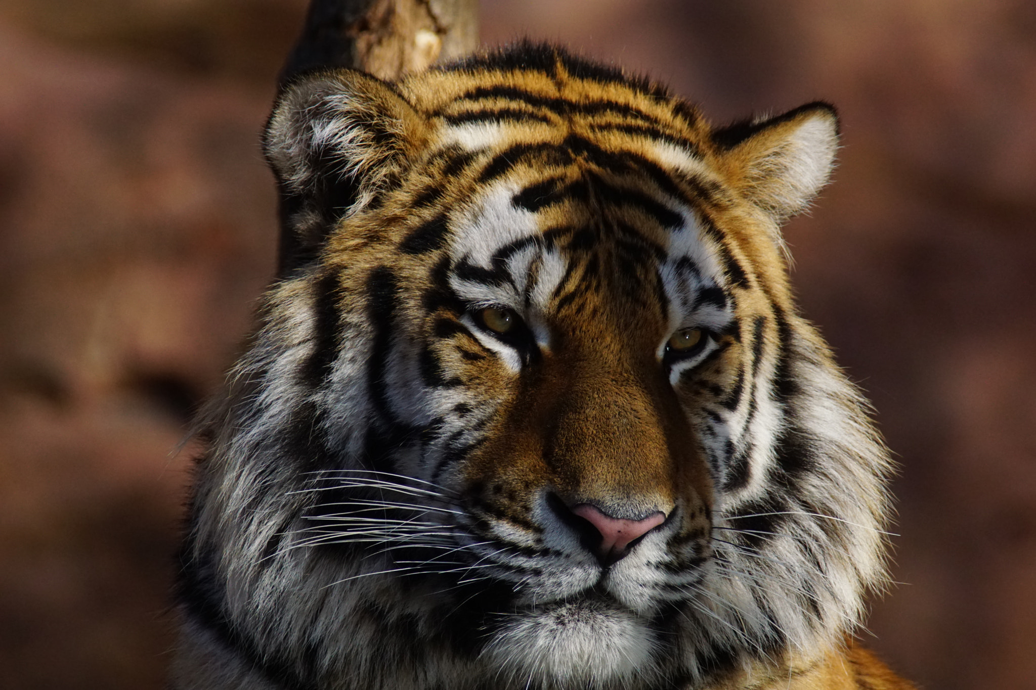 Sony ILCA-77M2 + Minolta AF 400mm F4.5 HS-APO G sample photo. Sib.tiger  "volodya" photography
