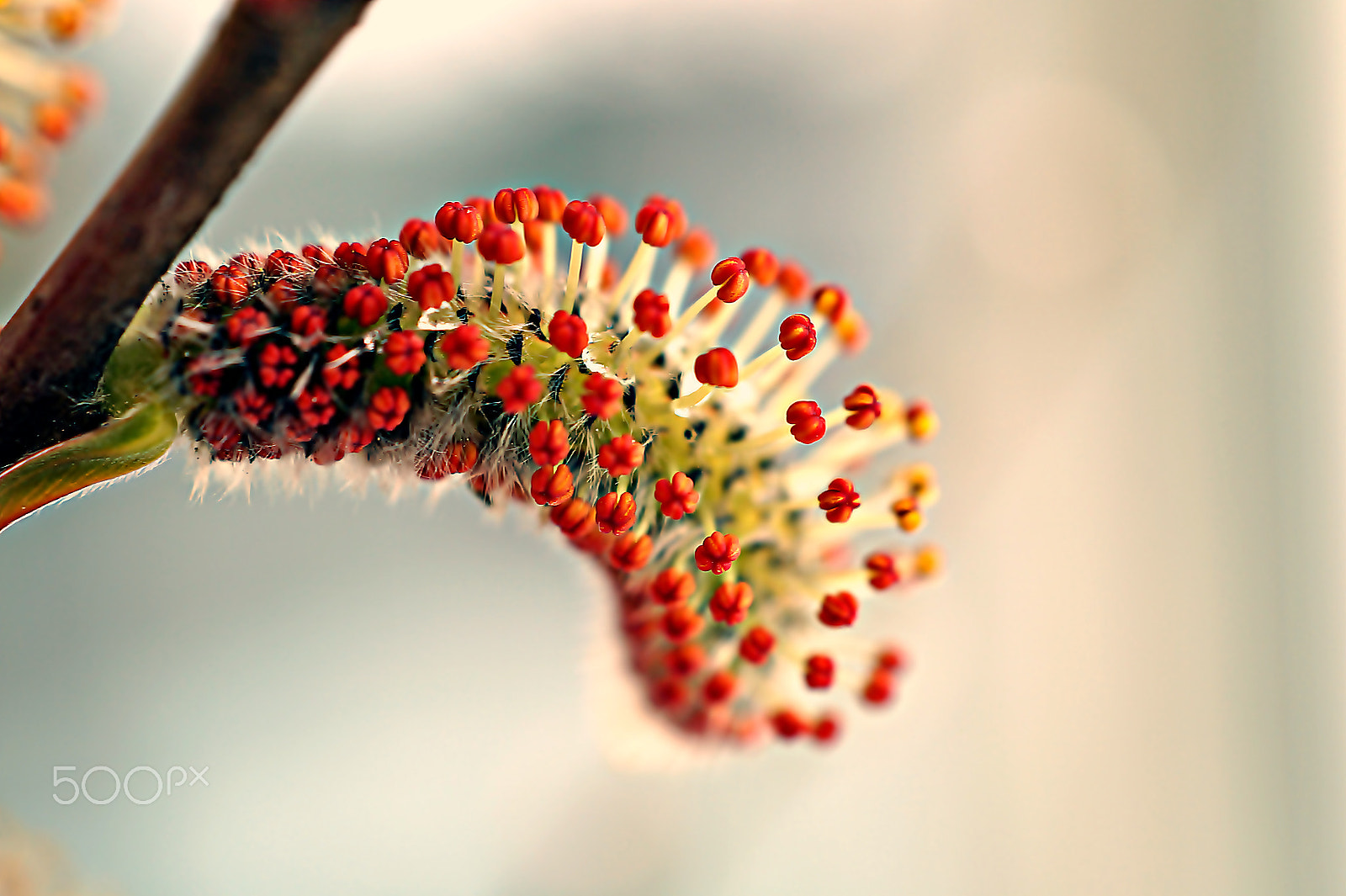 Sony SLT-A58 sample photo. *** abstract in nature*** photography