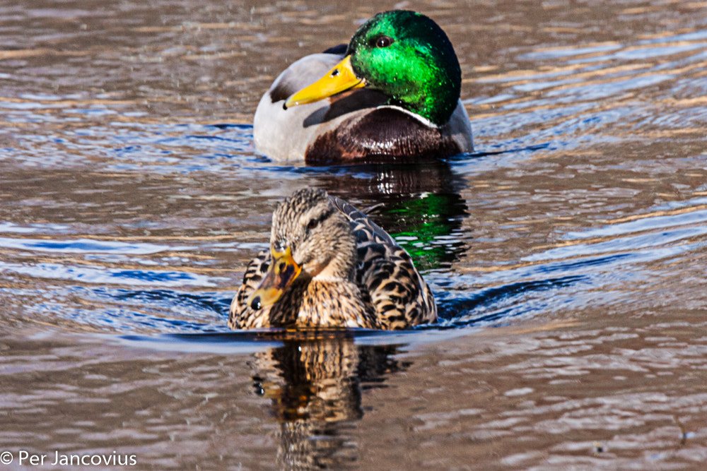 Tamron SP 150-600mm F5-6.3 Di VC USD sample photo. Mallards photography