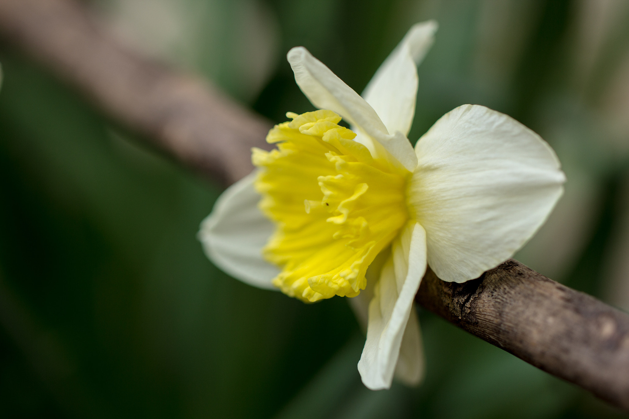 Canon EF 100mm F2.8L Macro IS USM sample photo. Jonquille photography