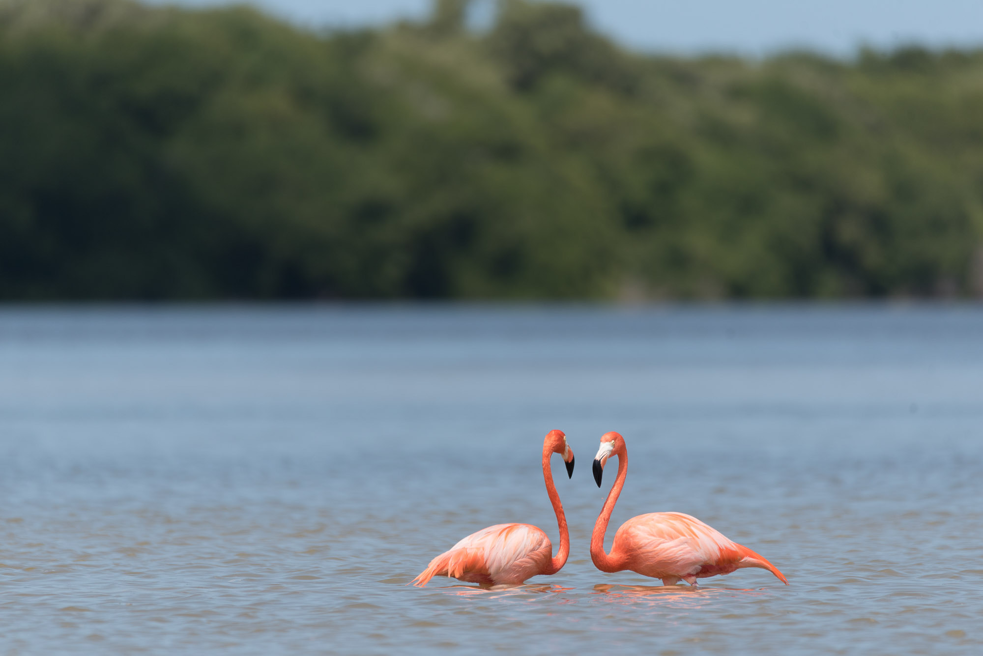 Sigma 150-600mm F5-6.3 DG OS HSM | C sample photo. Love photography