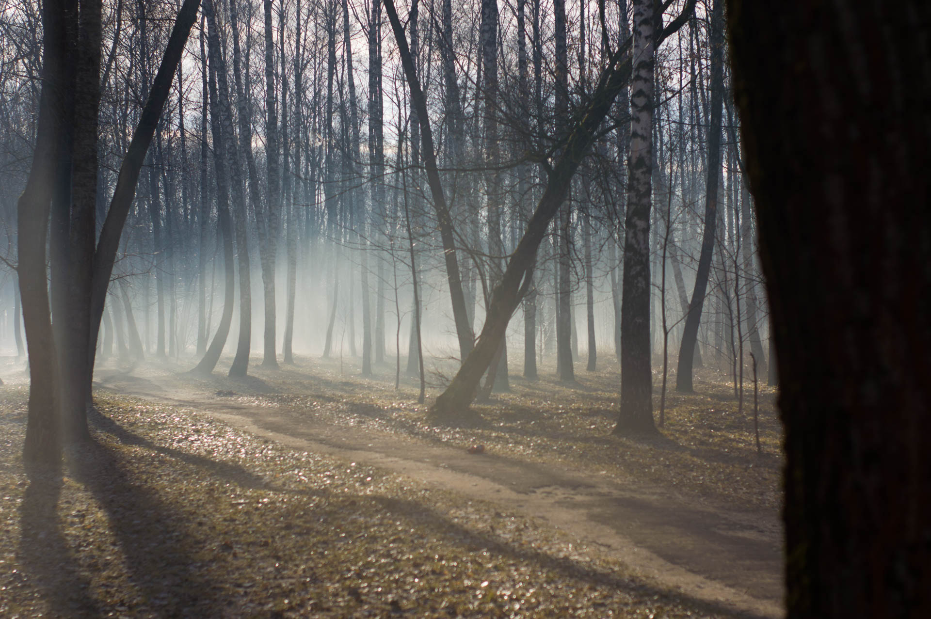 Nikon D3200 sample photo. Morning mist photography